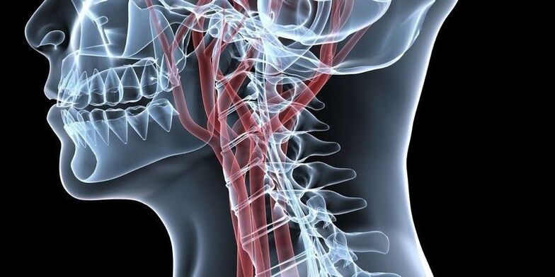 Vasos sanguíneos de la columna cervical.